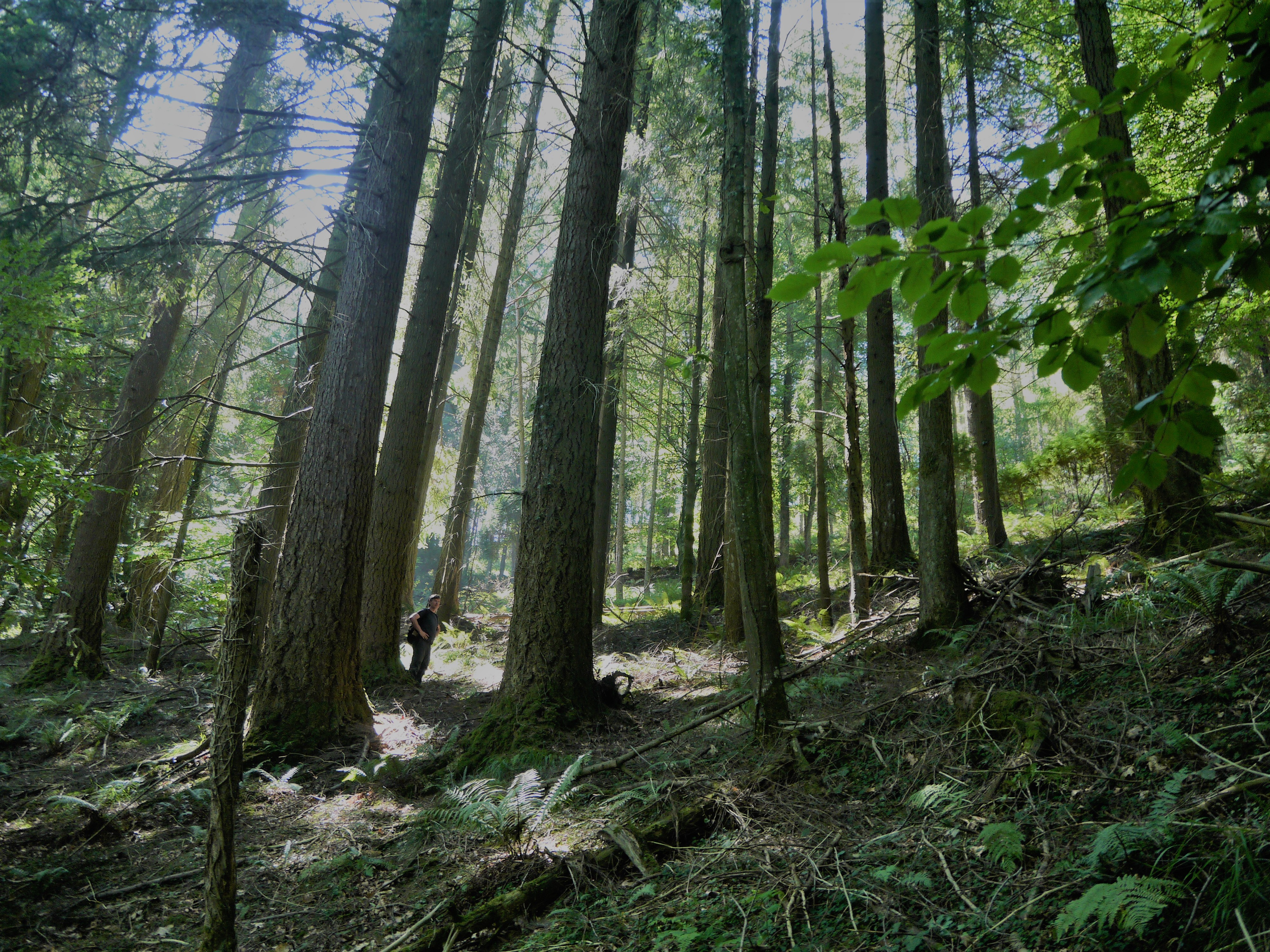 Douglas izeien landaketa Itsasondon