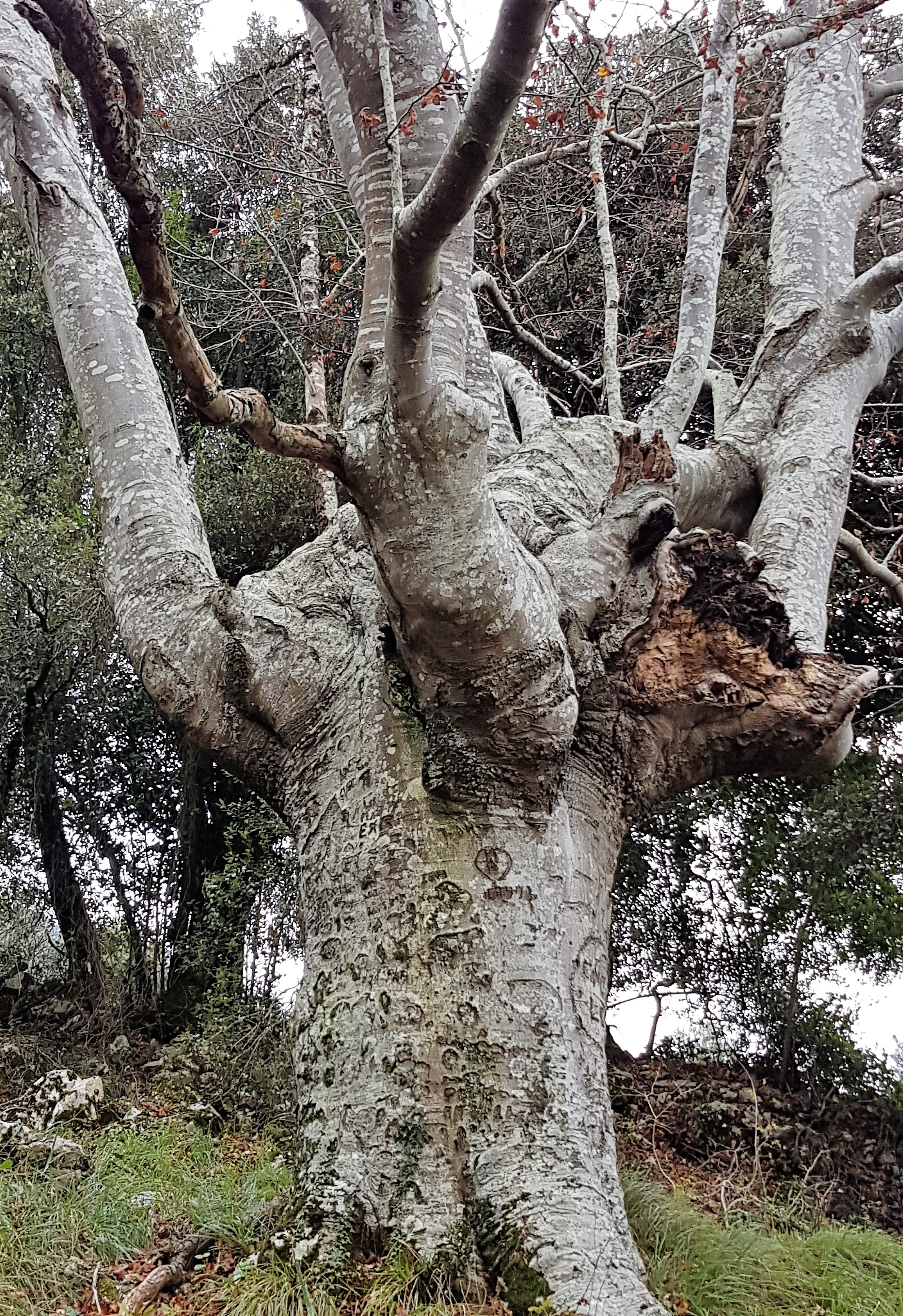 Pago motza Itsasondon