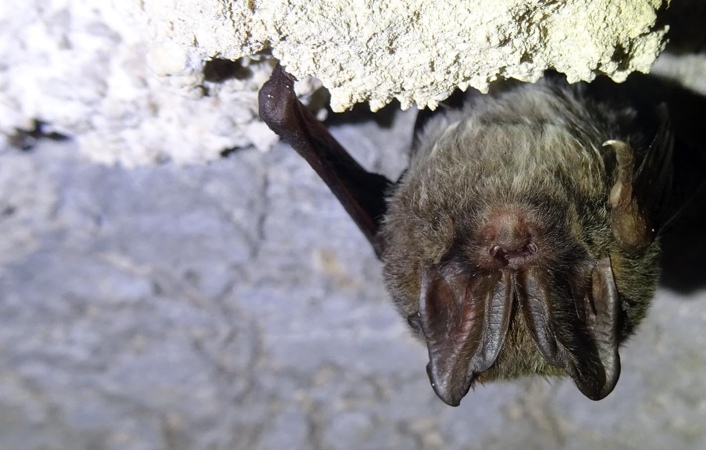 Barbastella 007_oc_rec